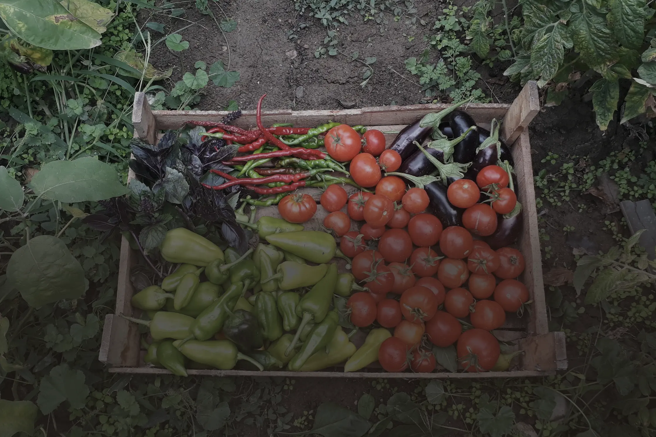 Un cageot de bois posé à même la terre du potager, rempli de tomates, de poivrons et d’aubergines fraîchement cueillis.
